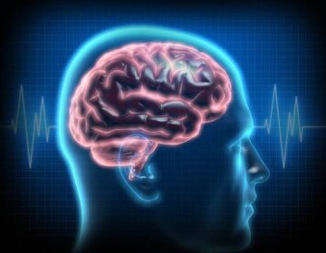 Brain Cells Keep Growing Even in Old Age, Study Finds