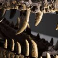 What Dinosaur Teeth Reveal About Life 150 Million Years Ago