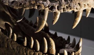 What Dinosaur Teeth Reveal About Life 150 Million Years Ago