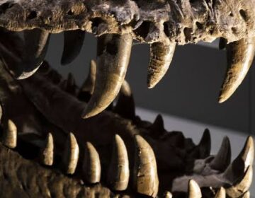 What Dinosaur Teeth Reveal About Life 150 Million Years Ago