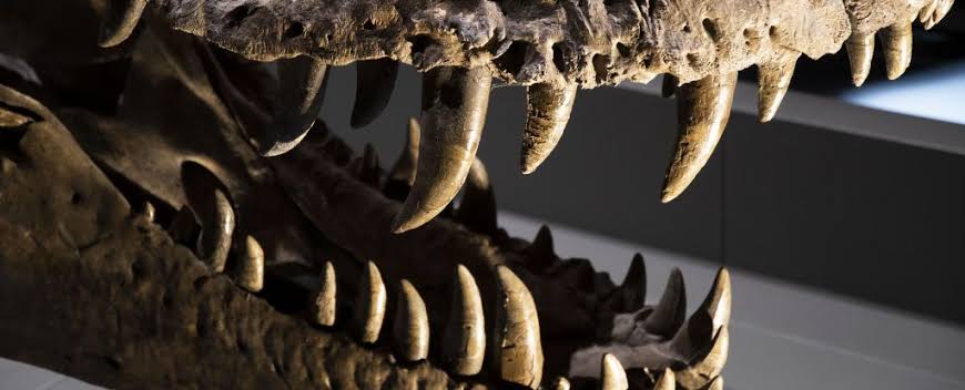 What Dinosaur Teeth Reveal About Life 150 Million Years Ago