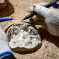 Scientists Just Cracked an 85 Million-Year-Old Dinosaur Egg Mystery