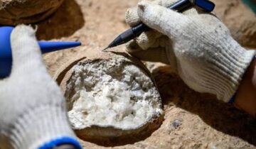 Scientists Just Cracked an 85 Million-Year-Old Dinosaur Egg Mystery