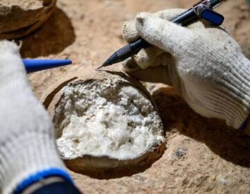 Scientists Just Cracked an 85 Million-Year-Old Dinosaur Egg Mystery