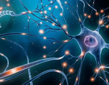 Scientists Create Artificial Neuron That “Speaks” the Language of the Brain