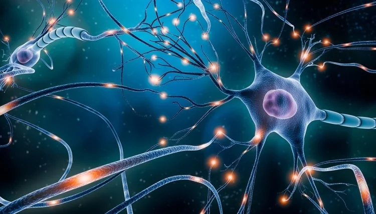 Scientists Create Artificial Neuron That “Speaks” the Language of the Brain