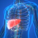 Existing Drugs Combine To Fight World’s Most Common Liver Disease