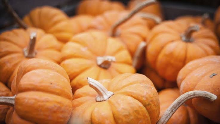 Scientists Finally Discover Why Pumpkins Absorb Pollution