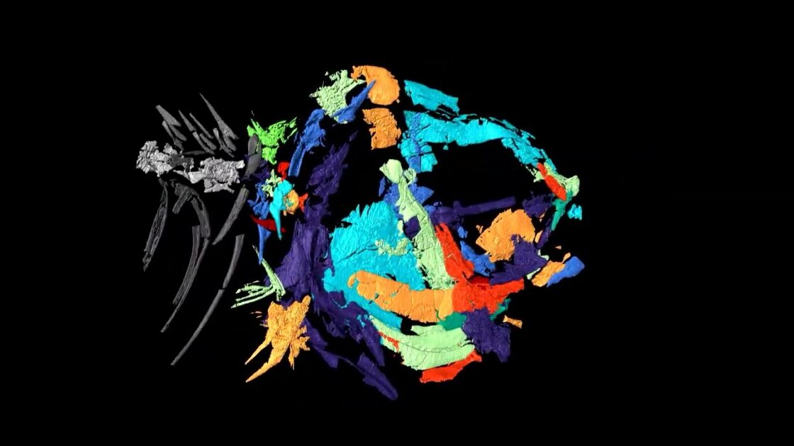 Unusual Fossil Discovery Rewrites the History of Freshwater Fish