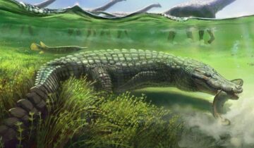 Scientists Discover Ancient 13-Foot-Long Crocodile Relative in Egypt