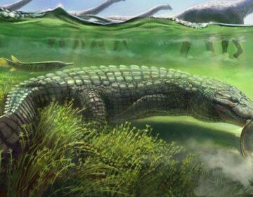 Scientists Discover Ancient 13-Foot-Long Crocodile Relative in Egypt