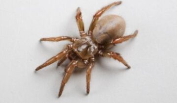 Scientists Discover “Scary” New Species of Spider in California .
