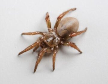 Scientists Discover “Scary” New Species of Spider in California .