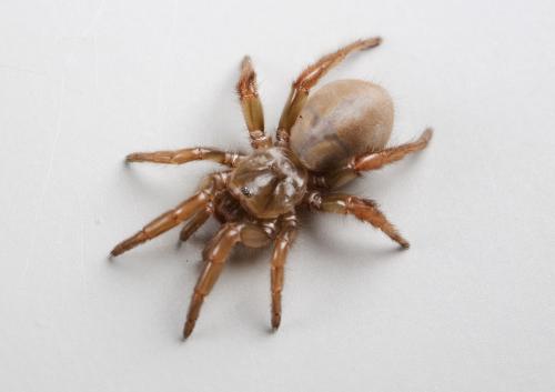 Scientists Discover “Scary” New Species of Spider in California .