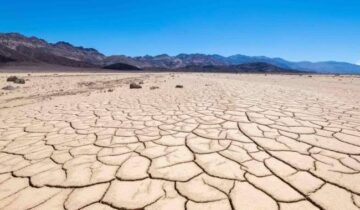 This Death Valley Plant Thrives in 120°F Heat and Could Save Future Crops