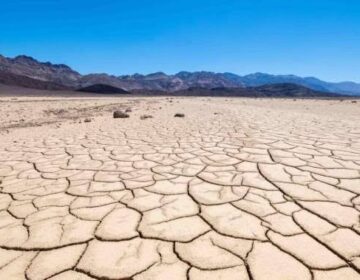 This Death Valley Plant Thrives in 120°F Heat and Could Save Future Crops