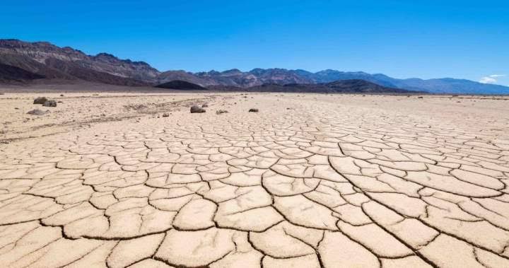 This Death Valley Plant Thrives in 120°F Heat and Could Save Future Crops