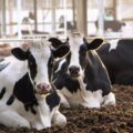Groundbreaking “Dairy Farm of the Future” Provides Cows the Freedom of Choice