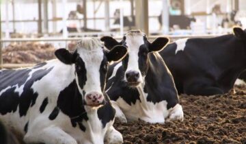 Groundbreaking “Dairy Farm of the Future” Provides Cows the Freedom of Choice