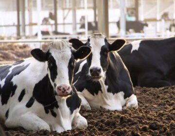 Groundbreaking “Dairy Farm of the Future” Provides Cows the Freedom of Choice