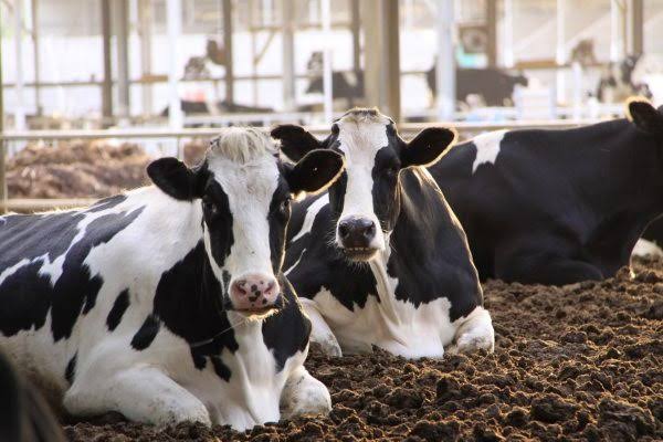 Groundbreaking “Dairy Farm of the Future” Provides Cows the Freedom of Choice