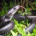 Scientists Discover Unusual New Snake Species on Remote Island