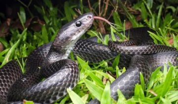 Scientists Discover Unusual New Snake Species on Remote Island