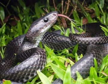 Scientists Discover Unusual New Snake Species on Remote Island