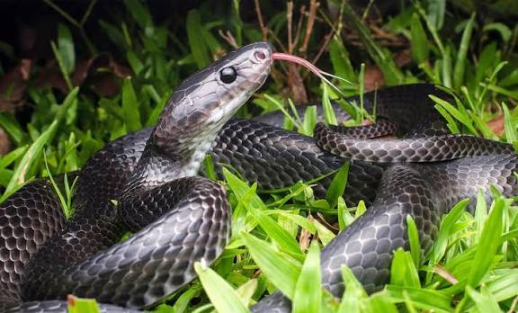 Scientists Discover Unusual New Snake Species on Remote Island