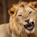 Scientists Discover Hidden Lion Roar That Could Help Save Lions