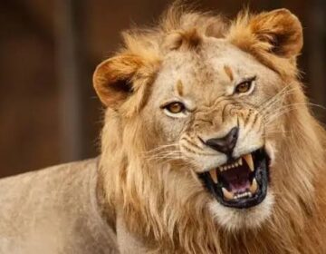 Scientists Discover Hidden Lion Roar That Could Help Save Lions