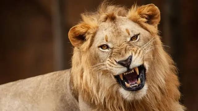 Scientists Discover Hidden Lion Roar That Could Help Save Lions