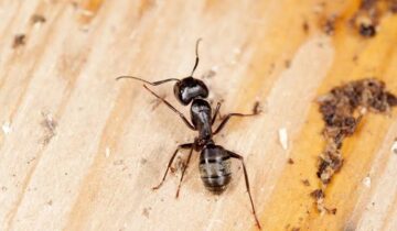 Ants Smell Deadly Infection Before It Spreads