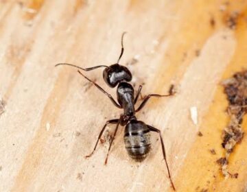 Ants Smell Deadly Infection Before It Spreads