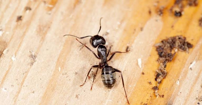 Ants Smell Deadly Infection Before It Spreads