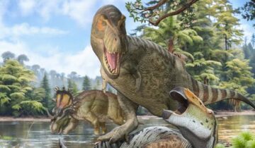 Scientists Confirm Nanotyrannus Was Fully Grown Not a Baby T. rex