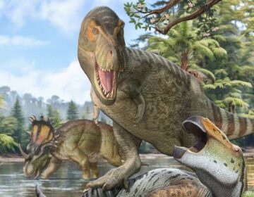 Scientists Confirm Nanotyrannus Was Fully Grown Not a Baby T. rex