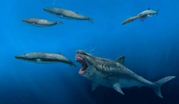 Giant Ancient Shark Discovered in Australia Stuns Scientists