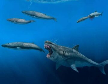 Giant Ancient Shark Discovered in Australia Stuns Scientists