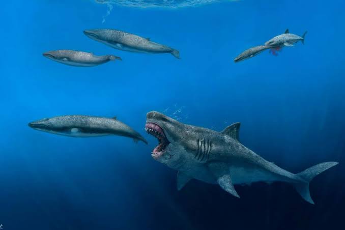 Giant Ancient Shark Discovered in Australia Stuns Scientists