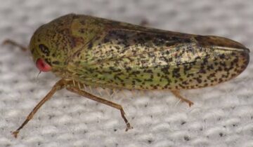 It Looks Like a Frog, but It’s a Bug: Scientist Discovers 7 Unusual New Insect Species