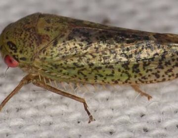 It Looks Like a Frog, but It’s a Bug: Scientist Discovers 7 Unusual New Insect Species