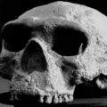 This 1.5-Million-Year-Old Human Face Is Rewriting Human Evolution
