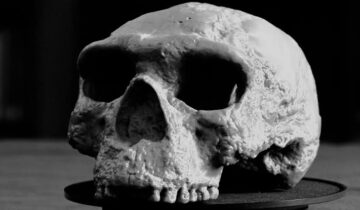 This 1.5-Million-Year-Old Human Face Is Rewriting Human Evolution