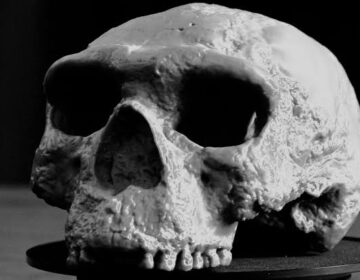 This 1.5-Million-Year-Old Human Face Is Rewriting Human Evolution