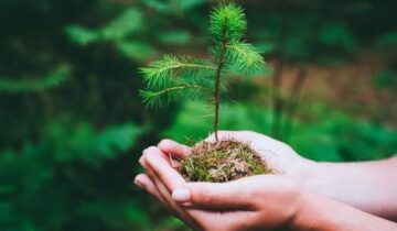 Climate Models Got It Wrong: Plants Can’t Absorb As Much CO₂ As We Thought