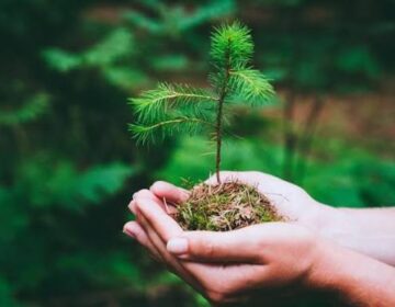 Climate Models Got It Wrong: Plants Can’t Absorb As Much CO₂ As We Thought