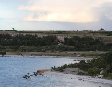 5,000-Year-Old Wolves Found on Remote Island Challenge Conventional Views of Domestication