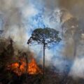 What’s Happening in the Amazon Right Now Is Terrifying Scientists