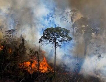 What’s Happening in the Amazon Right Now Is Terrifying Scientists